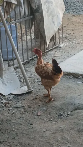 Vendo galinha