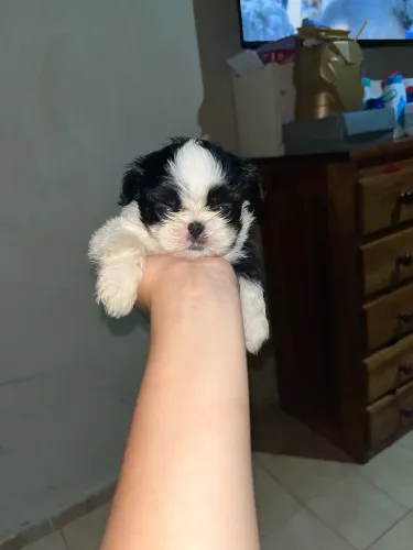 Shih Tzu Macho