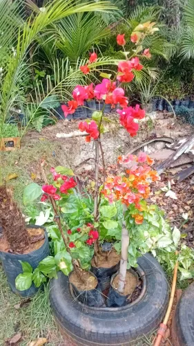 Plantas e jardins