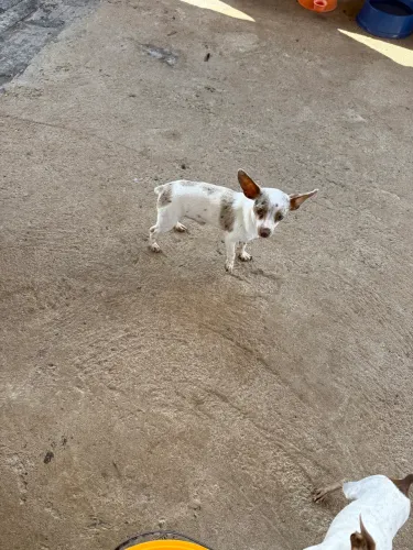 Pinscher macho Pield Merle