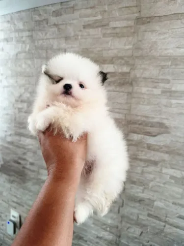 Lulu da Pomerânia simplesmente perfeito 