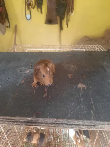 Porquinhos da índia