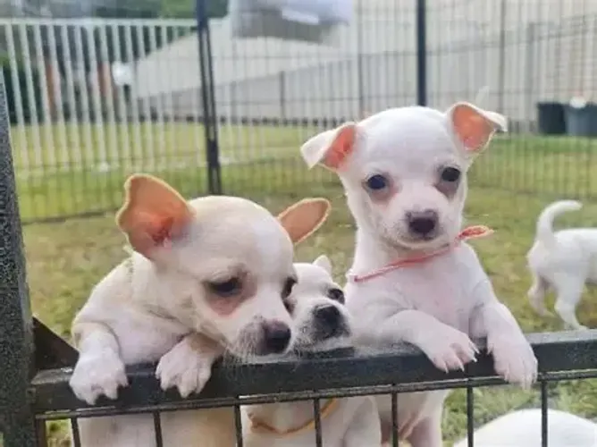 lindos e pequenos