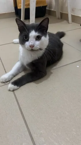 Gato cinza com branco lindo 