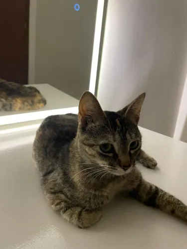 Doa- se gata femea