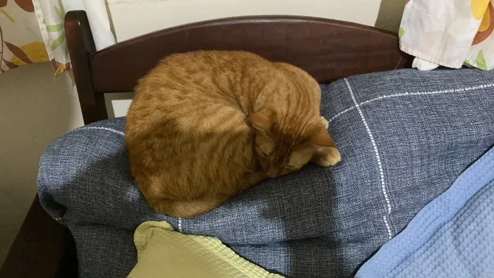 Gata laranja