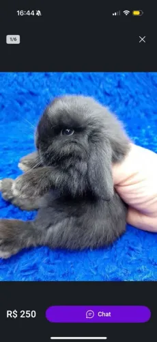 Coelho anão Black (mini lop Uruguai)