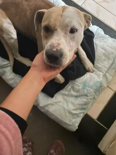 Adoção PitBull