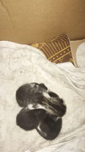Doação de gato