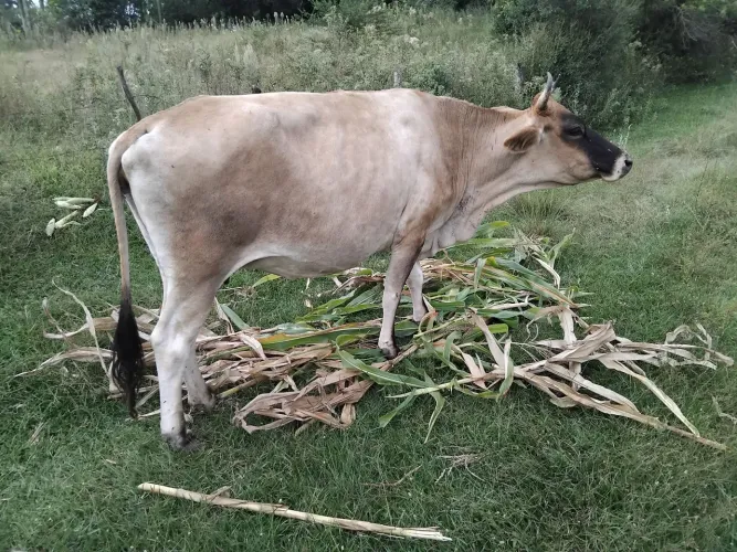 Vaca 