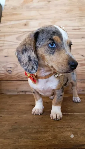 lindos filhotes com garantia e procecdencia basset daschund