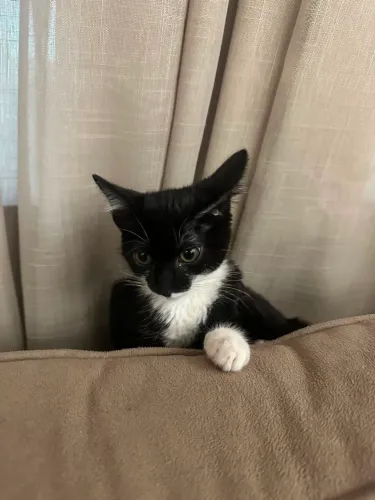 Doa-se gatinha 3 meses