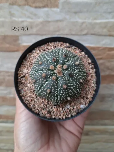 Astrophytum asterias star shape pt 9