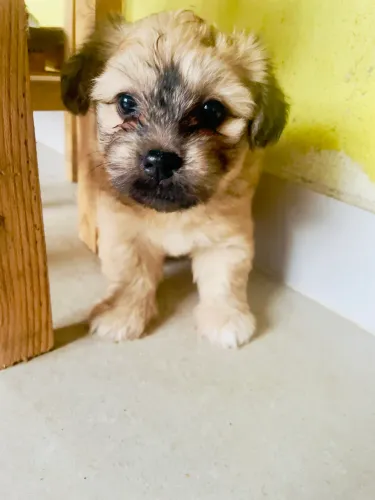 Filhote poodle fêmea as duas . 450.00 cada