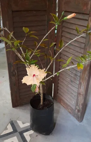 Hibisco