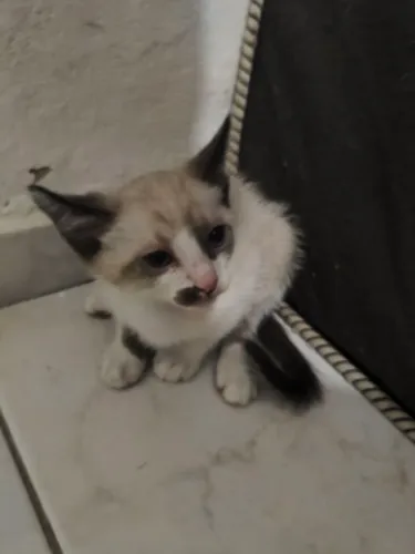 Gatos para doação