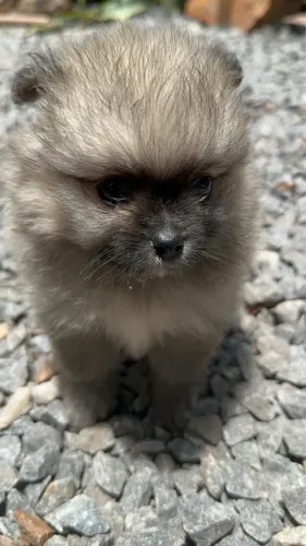 Spitz Alemão - Filhotes