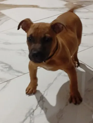 Filhote de pit Bull