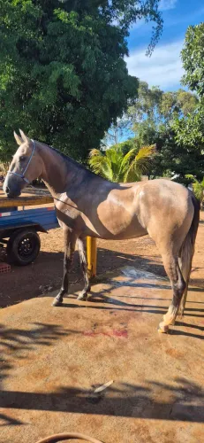 Potra Mangalarga Marchador