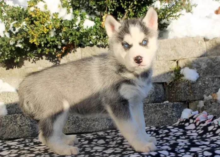 O Husky Siberiano perfeito para sua família! Chama no WhatsApp e escolha o seu.