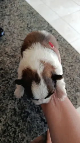 Cachorro shitzu filhote
