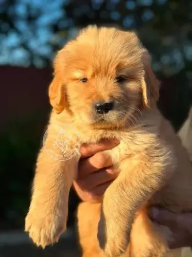 Golden retriever filhotes 