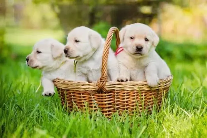Labrador fêmeas disponível