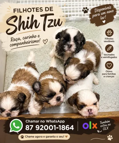 Doação Shih Tzu