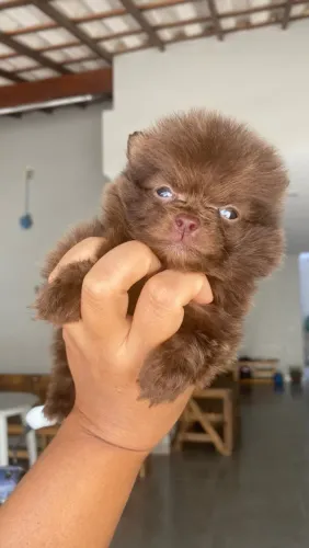 Filhotes Lulu da Pomerânia - Com Atestado de Saúde