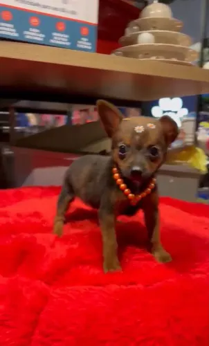 Vendo Pinsher Fêmea