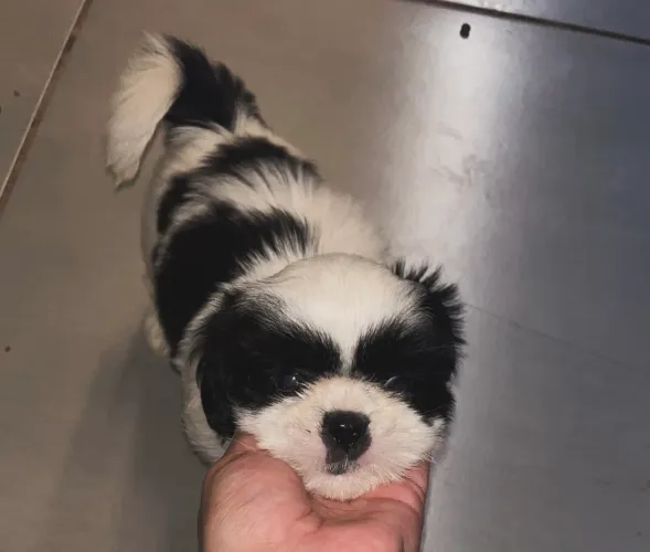 Shih Tzu