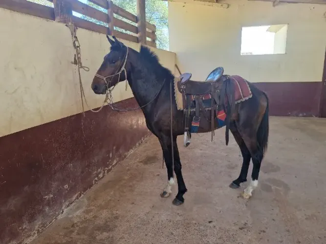 Cavalo manga larga mineiro