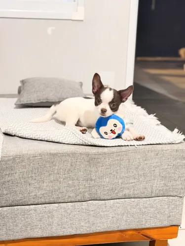 Chihuahua macho
