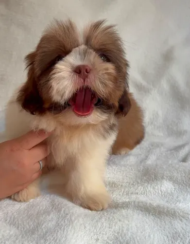 Lindos bebês de shih-tzu macho