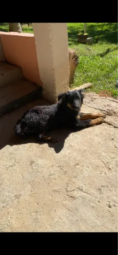Doação border collie 