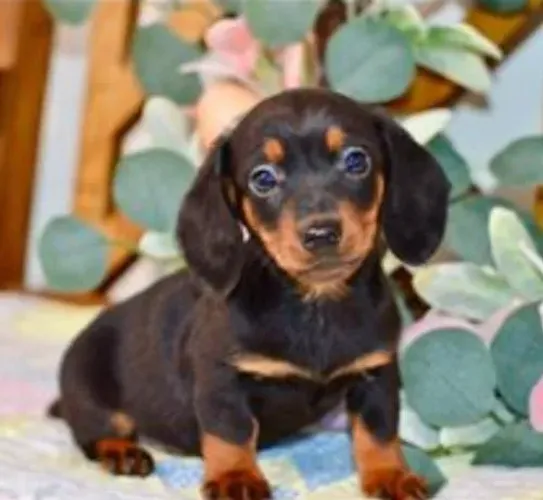Basset Mini Filhotes Dachshund Cores Tradicionais.