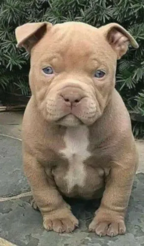 American Bully - Um companheiro Cheio De Energia Para Sua Casa