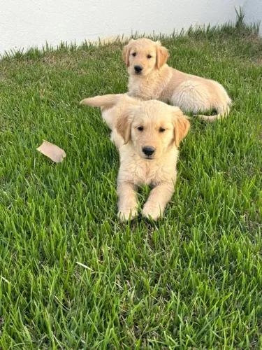 Filhote de Golden Retriver