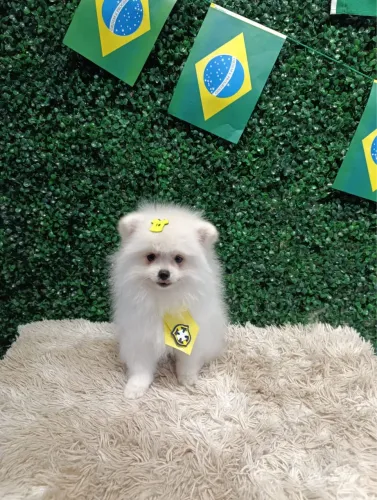 Filhotes de Spitz Alemão Anão Macho e Fêmea