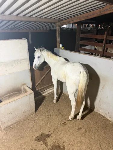 Cavalo quarto de milha