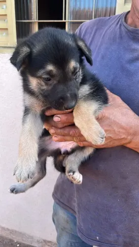 Filhotes cão pastor alemão capa preta (pai)