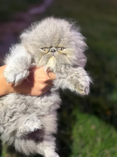 Gato persa