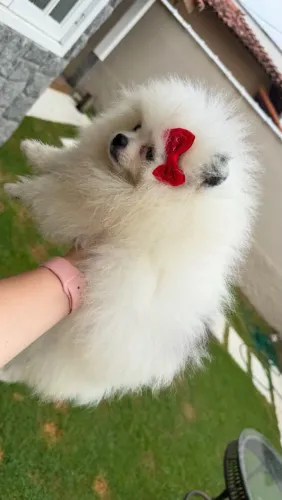 Spitz alemão - lulu da pomerânia (linhagem chocolate)
