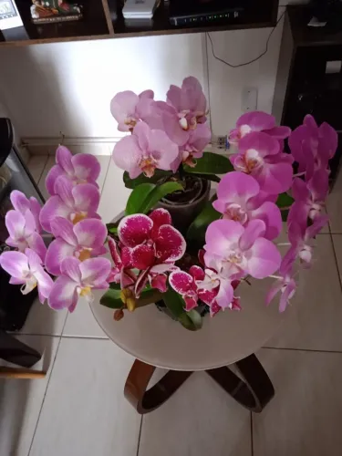 ? ORQUÍDEAS PHALAENOPSIS EM FLORAÇÃO - LINDAS E SAUDÁVEIS ?