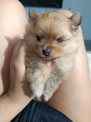 Vende-se ou troca filhote de Spitz alemão