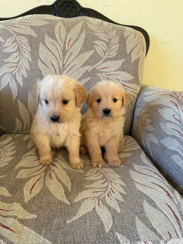 Filhote de golden