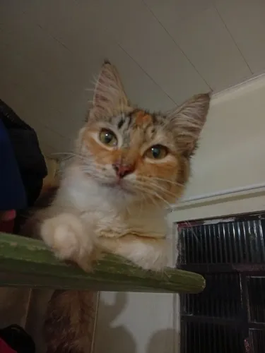 Doa-se gata peluda