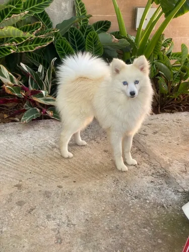 Pomsky padreador disponível para cruza
