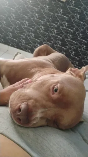 Pitbull macho com 2 anos