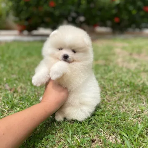 Lulu da Pomerânia Ursinhos Brancos Anões